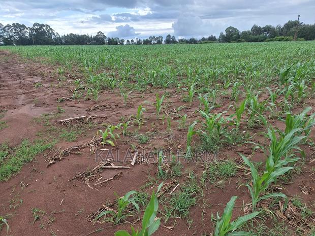 Prime Land for Sale – Trans Nzoia (Kitale Area) - thumbnail 9