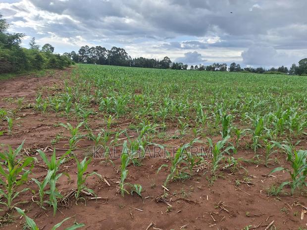 Prime Land for Sale – Trans Nzoia (Kitale Area) - thumbnail 10