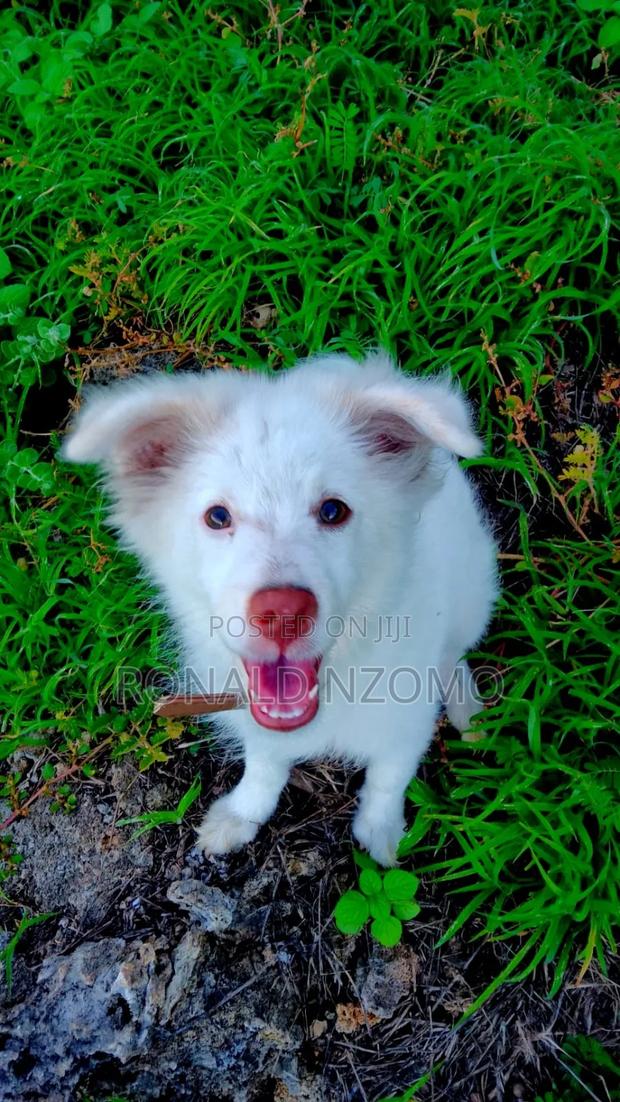 6-12 months Male Purebred Japanese Spitz