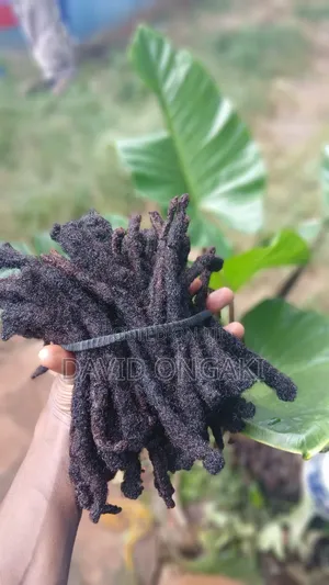 Natural Dreadlocks (Human Hair) – Thick Locks