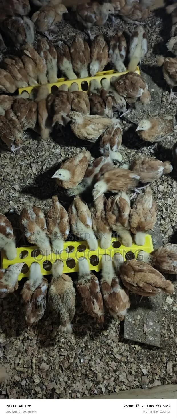Improved Kienyeji Chicks - thumbnail 2