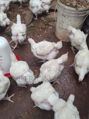 Broiler Chicken