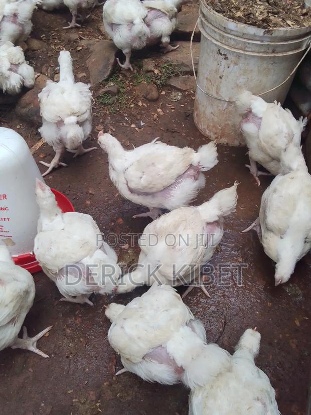 Broiler Chicken