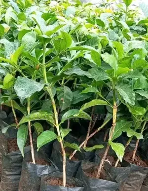 Grafted Ruiru Coffee Seedlings