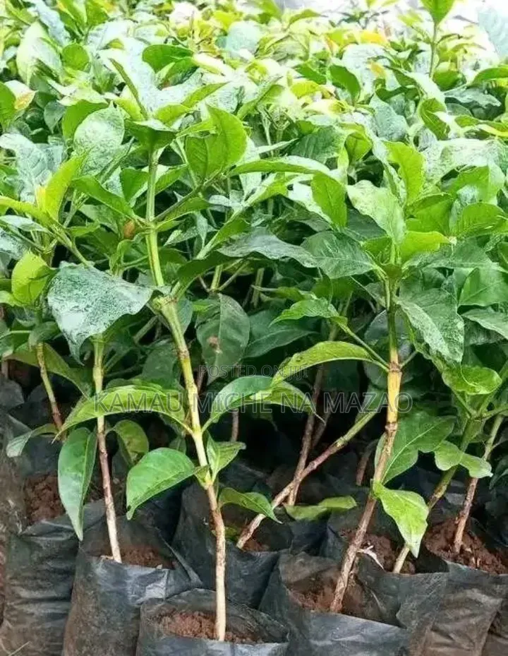 Grafted Ruiru Coffee Seedlings