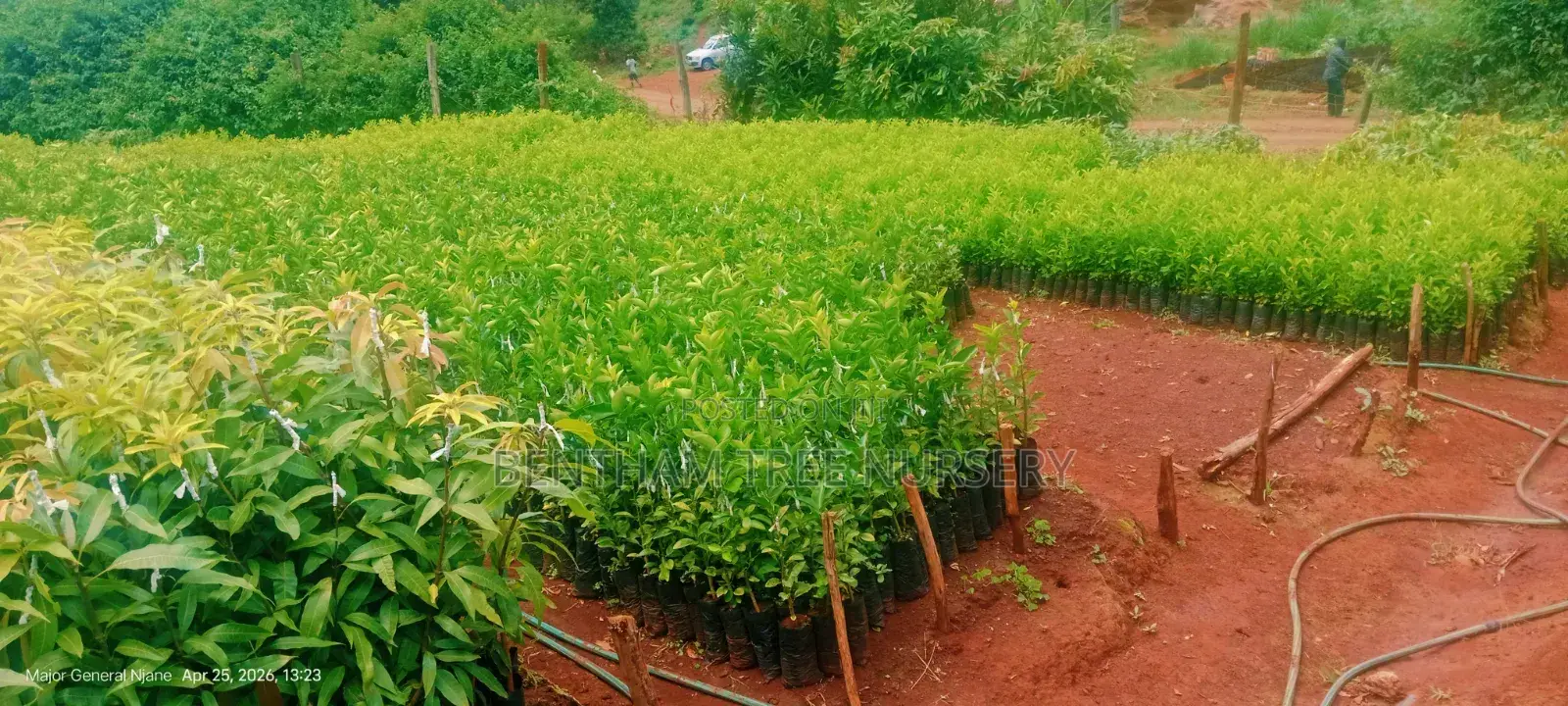 Tree Nursery