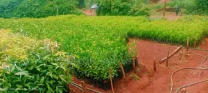 Tree Nursery