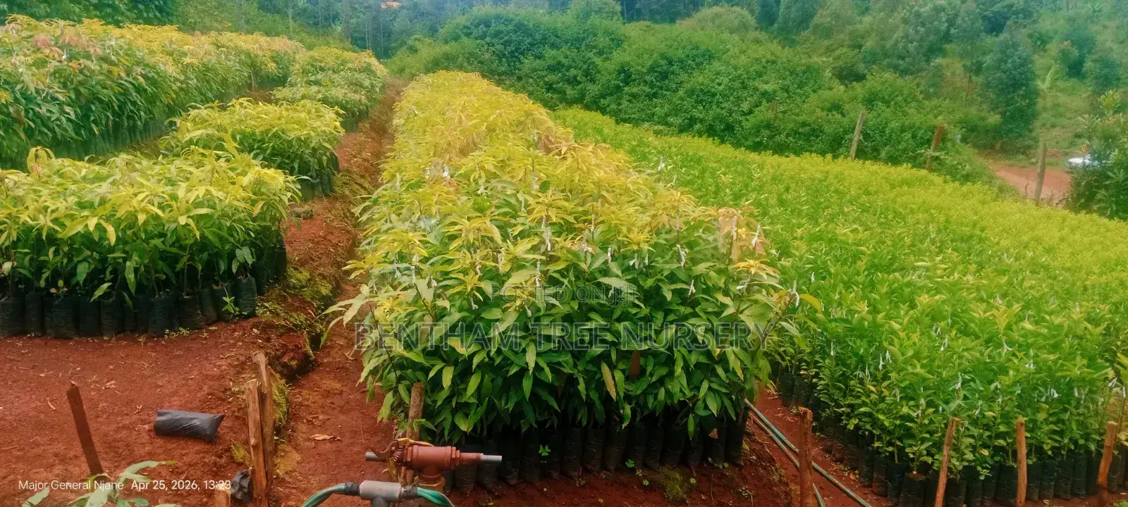 Tree Nursery