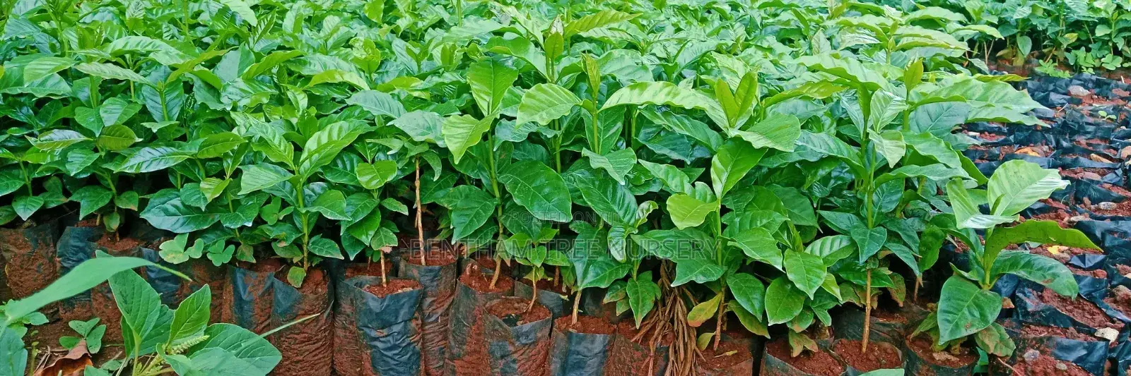 Tree Nursery
