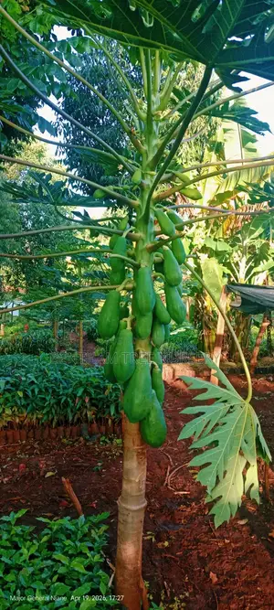 Tree Nursery