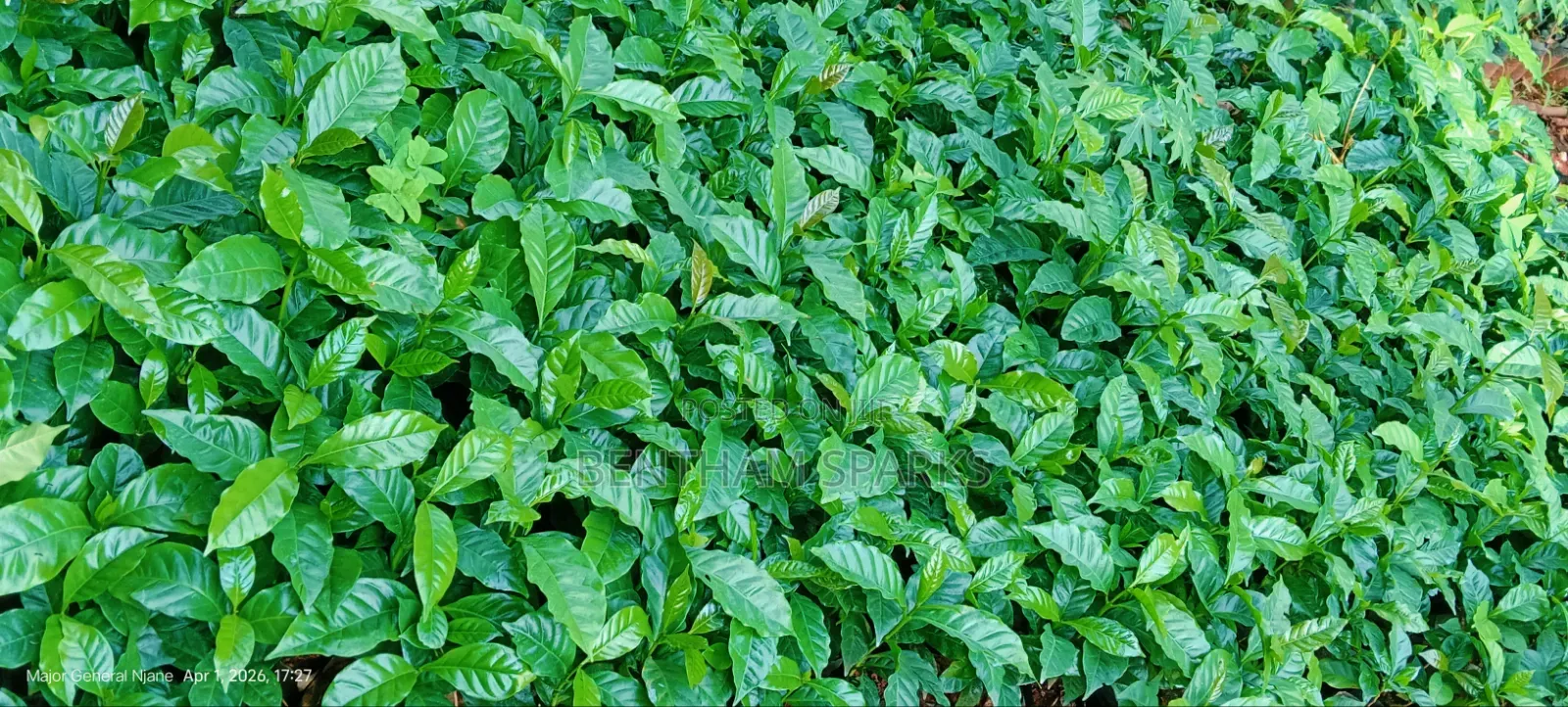 Tree Nursery