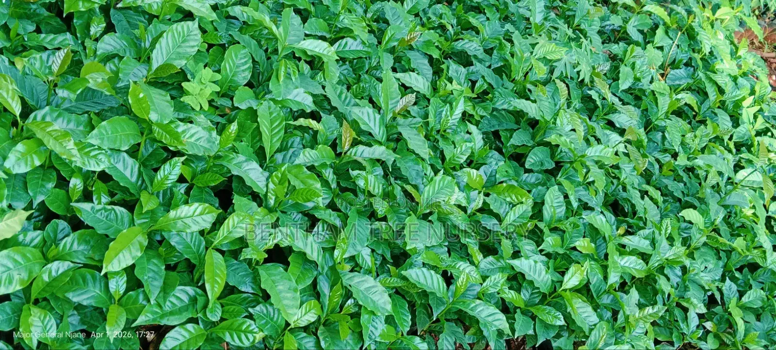 Tree Nursery