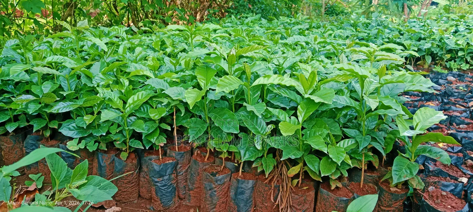Tree Nursery
