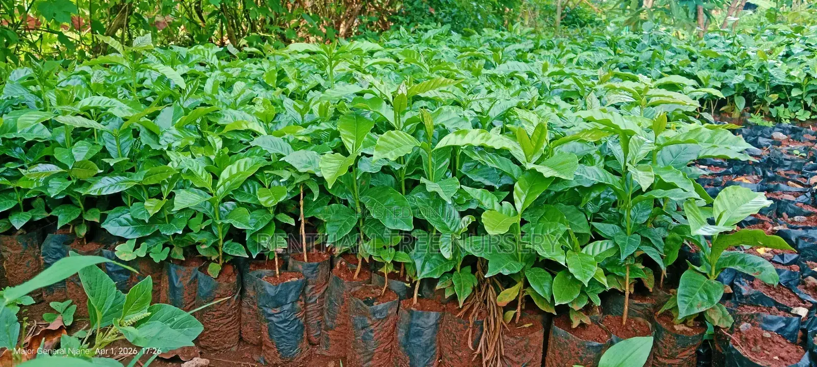 Tree Nursery