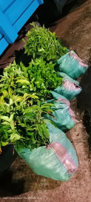 Grafted Mangoes; Apple Mango, Kend an Tommy