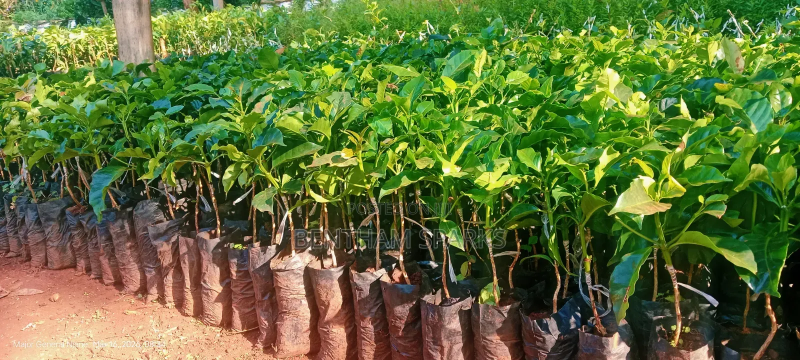 Tree Nursery