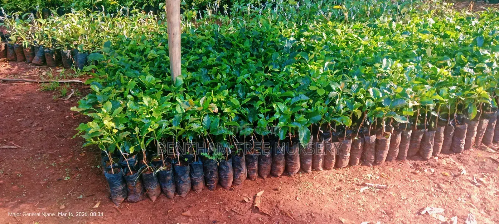Tree Nursery