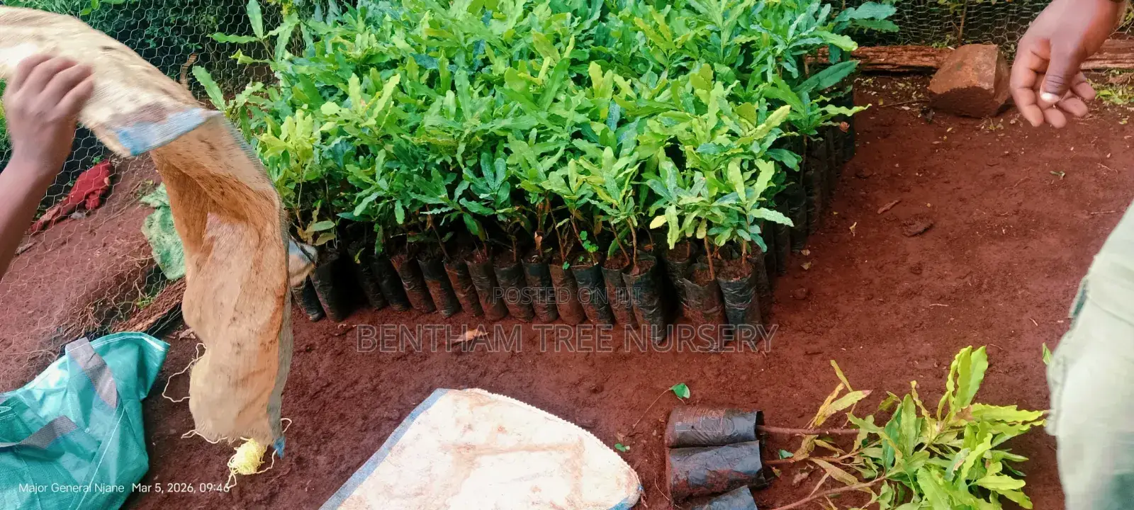Tree Nursery