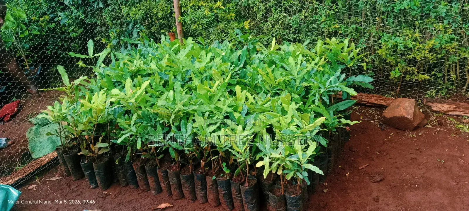 Tree Nursery