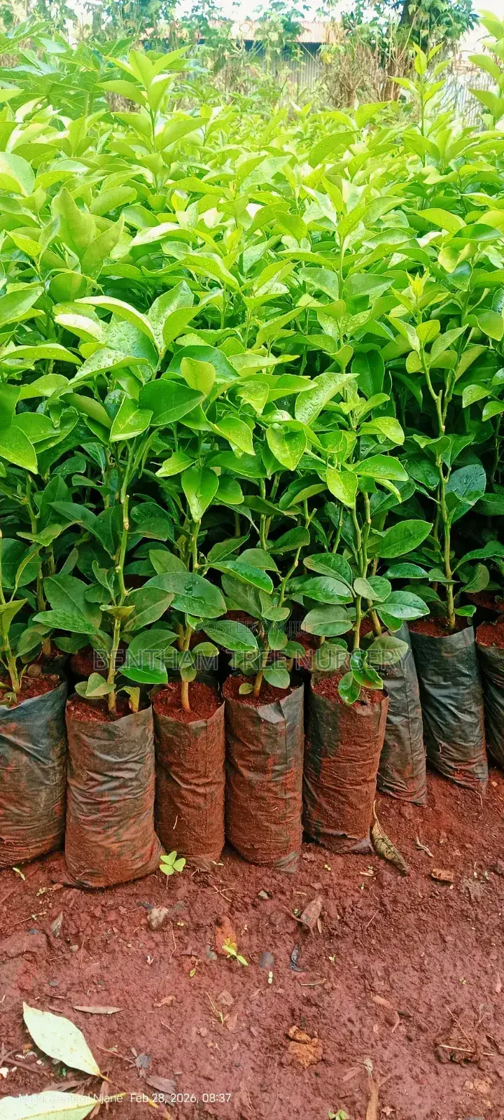 Tree Nursery