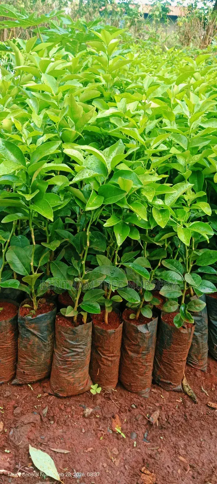 Tree Nursery