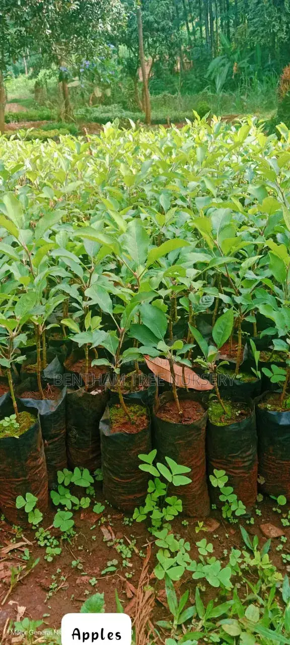 Tree Nursery