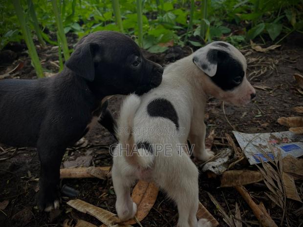 1-3 months Male Purebred American Pit Bull Terrier