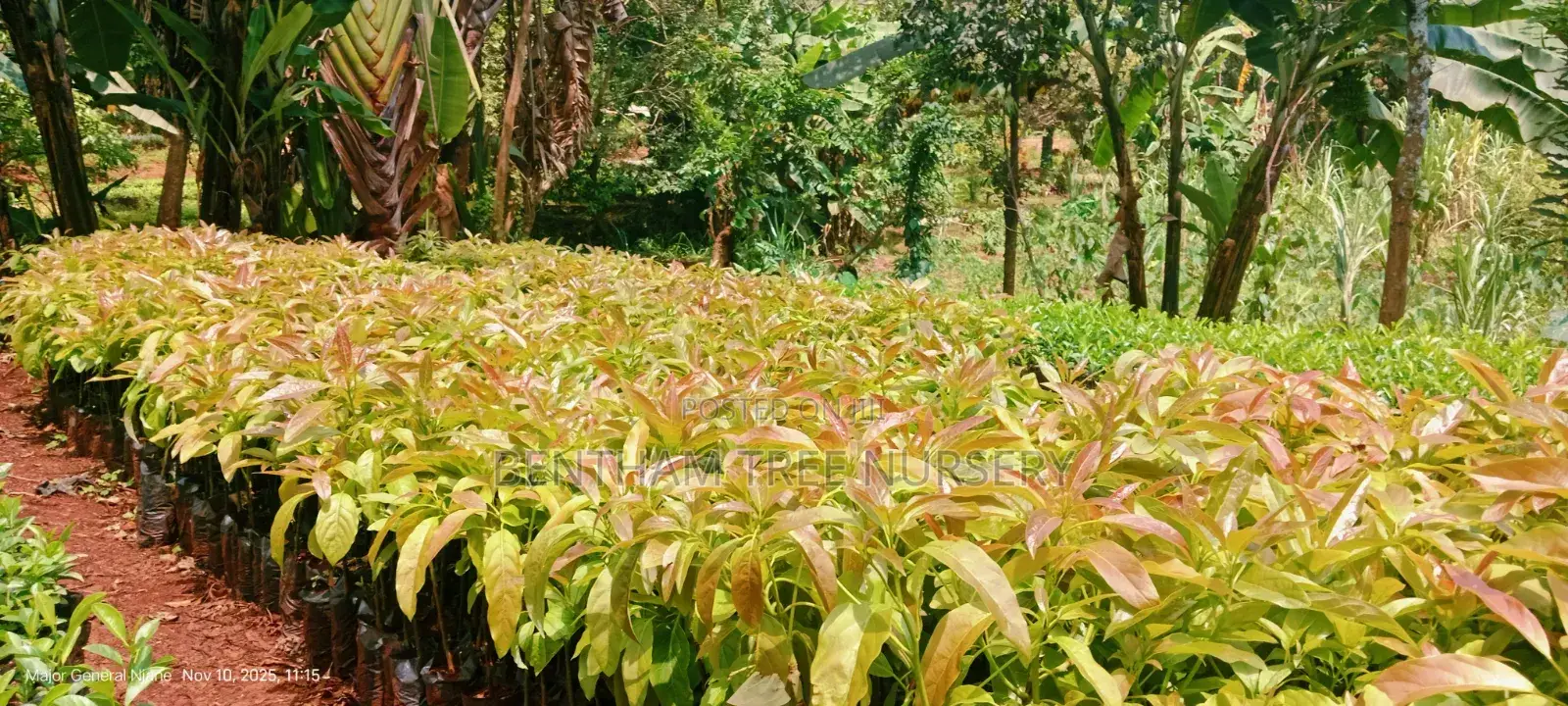 Tree Nursery