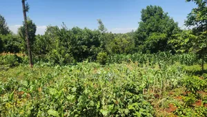 5acres Makutano [ Sagana]