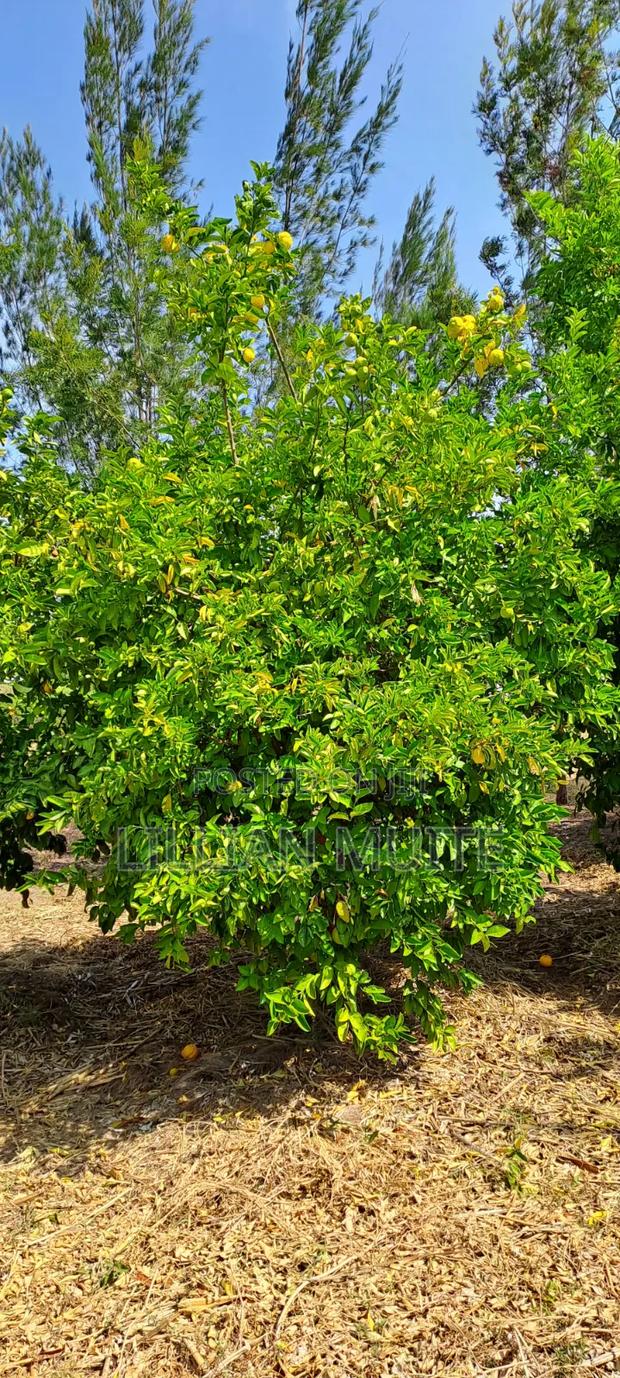 Lemons for Sale - thumbnail 3