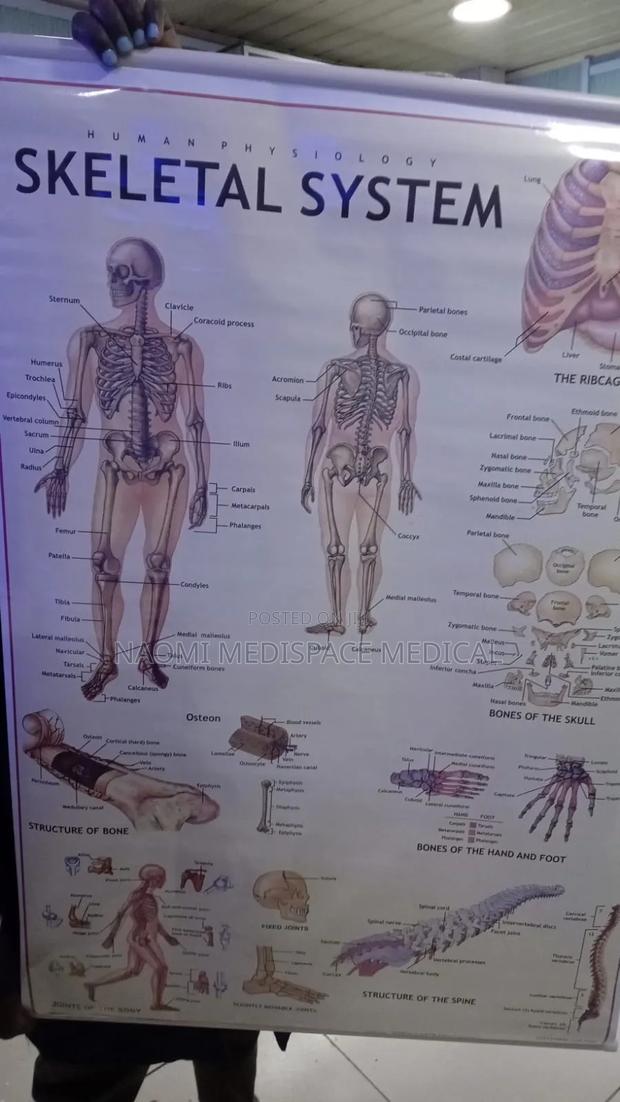Skeletal System Training Chart
