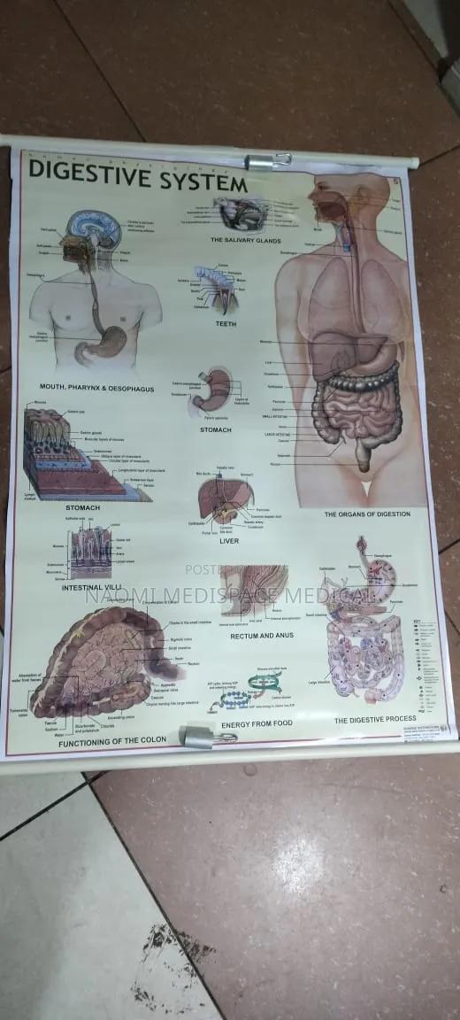 Digestive System Training Chart