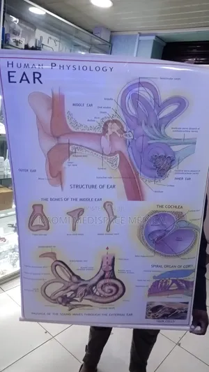 Ear Training Chart-Human Physiology