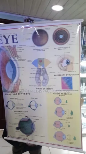 Eye Training Chart-Human Physiology