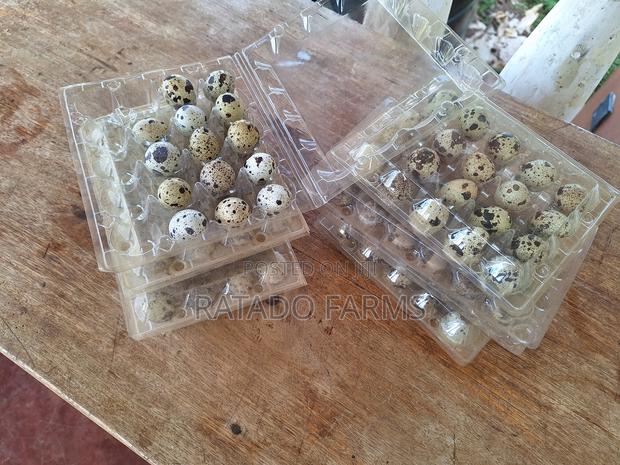 Quail Eggs - thumbnail 2