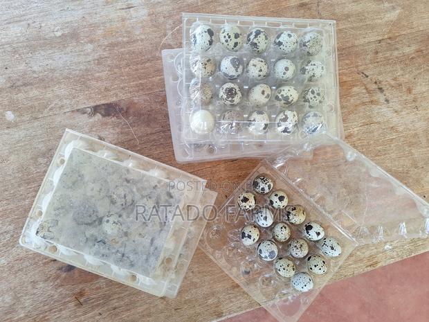 Quail Eggs - thumbnail 3
