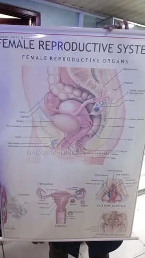 Female Reproductive System Chart