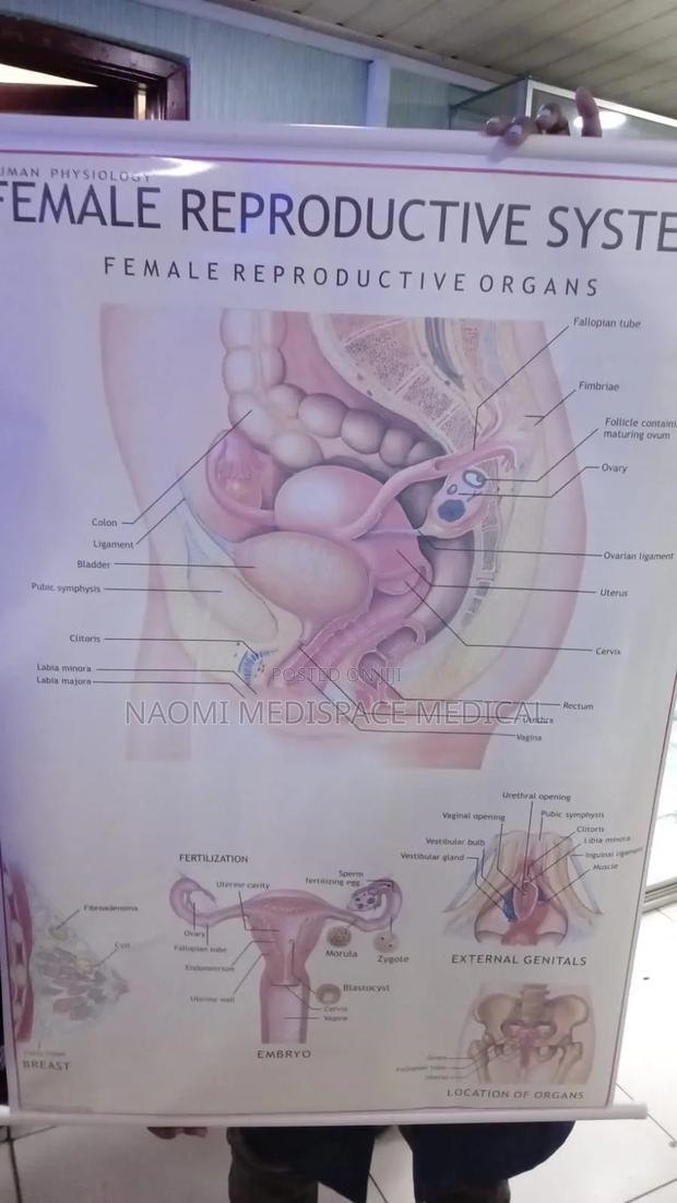 Female Reproductive System Chart
