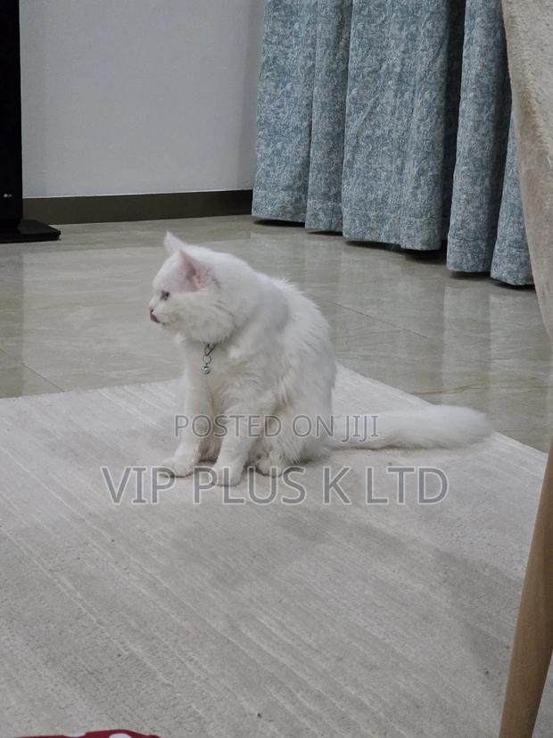 6-12 months Male Purebred Turkish Angora - thumbnail 8