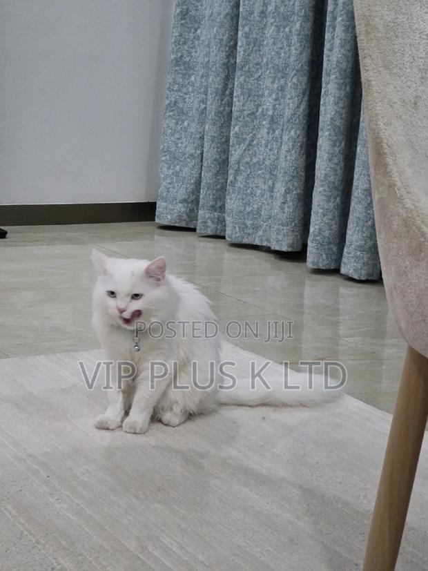 6-12 months Male Purebred Turkish Angora - thumbnail 10
