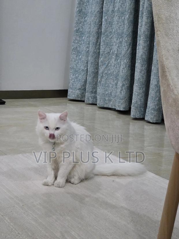 6-12 months Male Purebred Turkish Angora - thumbnail 11
