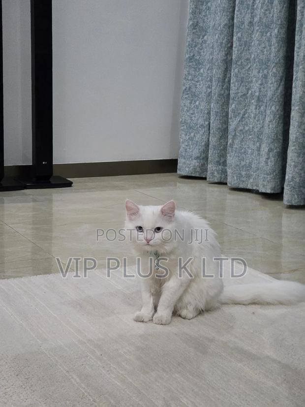 6-12 months Male Purebred Turkish Angora - thumbnail 13