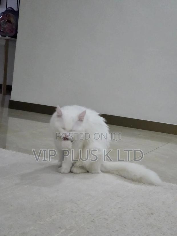 6-12 months Male Purebred Turkish Angora - thumbnail 15