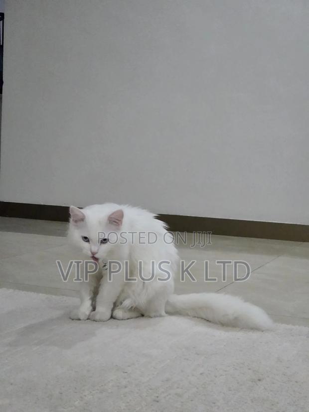 6-12 months Male Purebred Turkish Angora - thumbnail 16