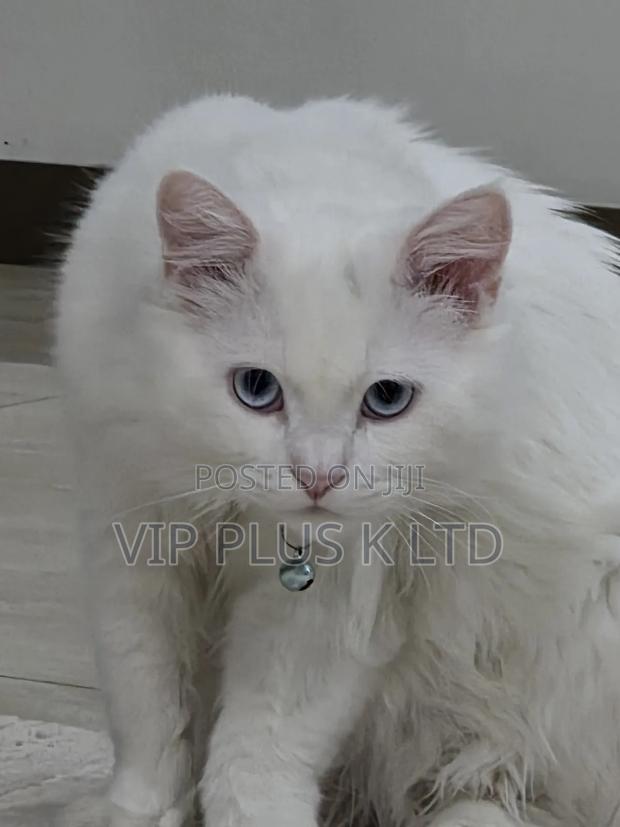 6-12 months Male Purebred Turkish Angora - thumbnail 4