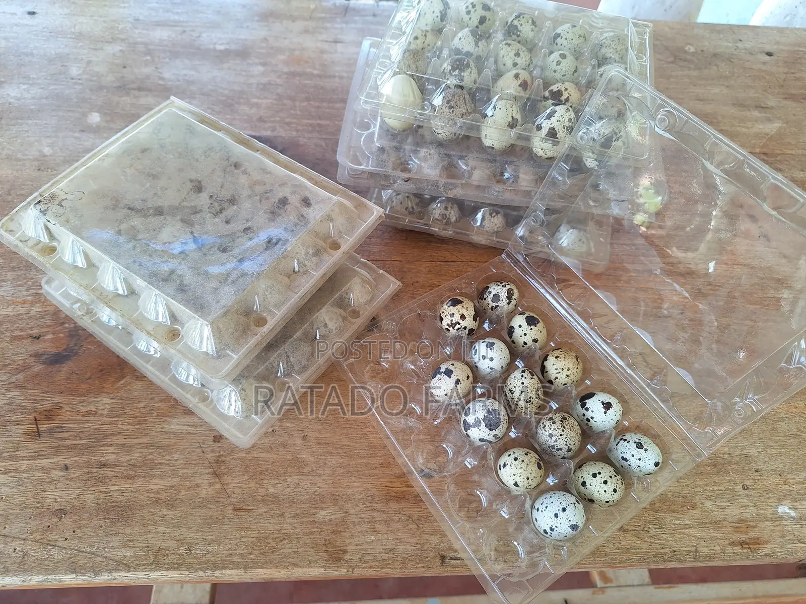 Quail Eggs