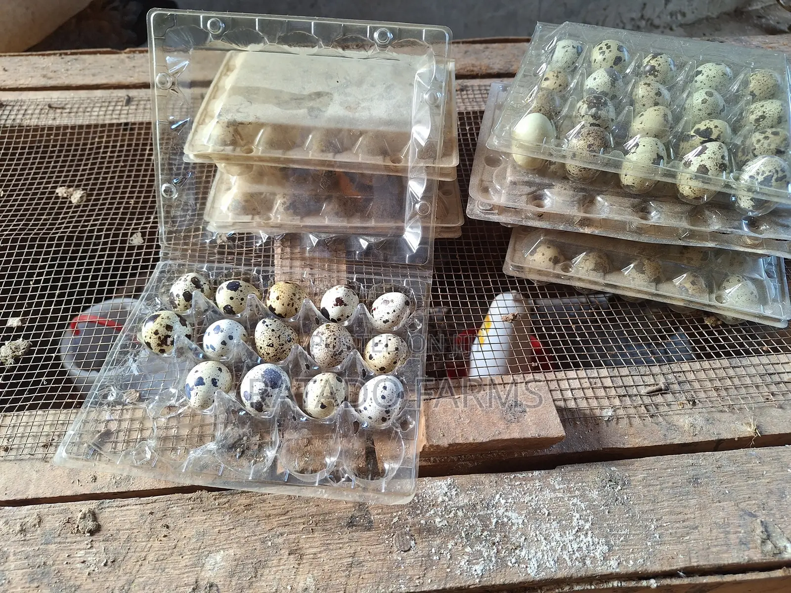 Quail Eggs