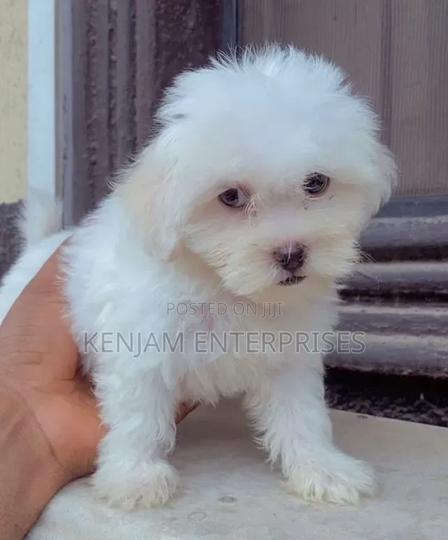 1-3 months Male Purebred Havanese
