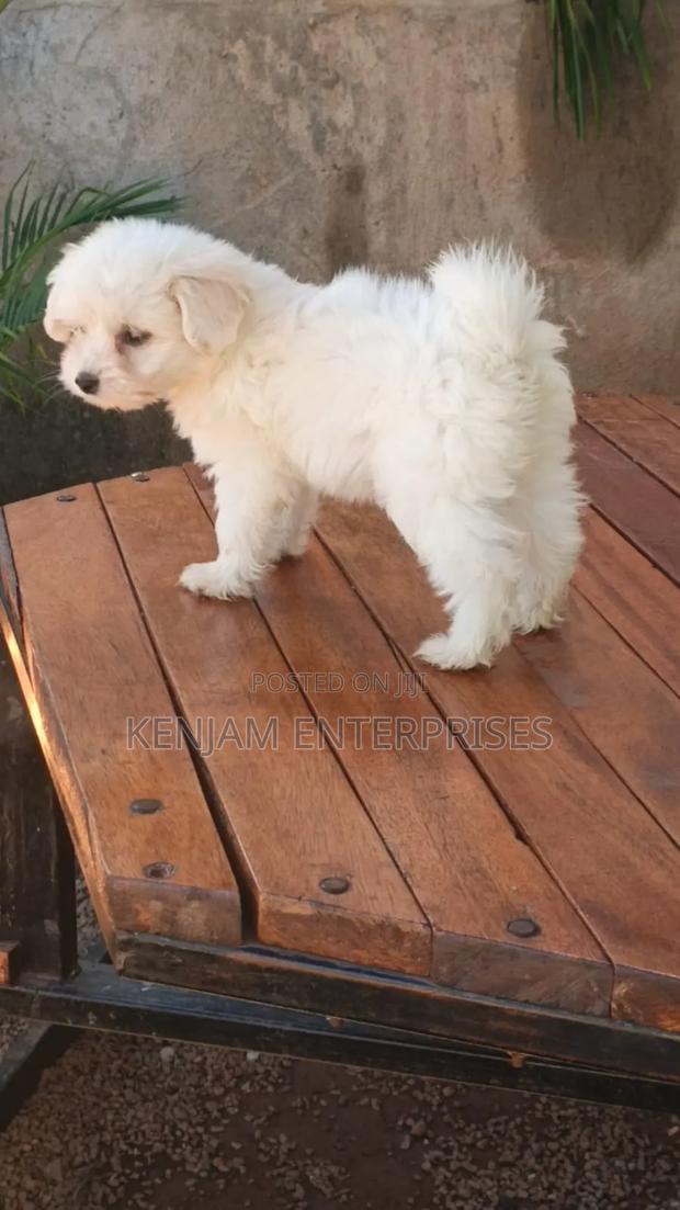 1-3 months Male Purebred Havanese - main view