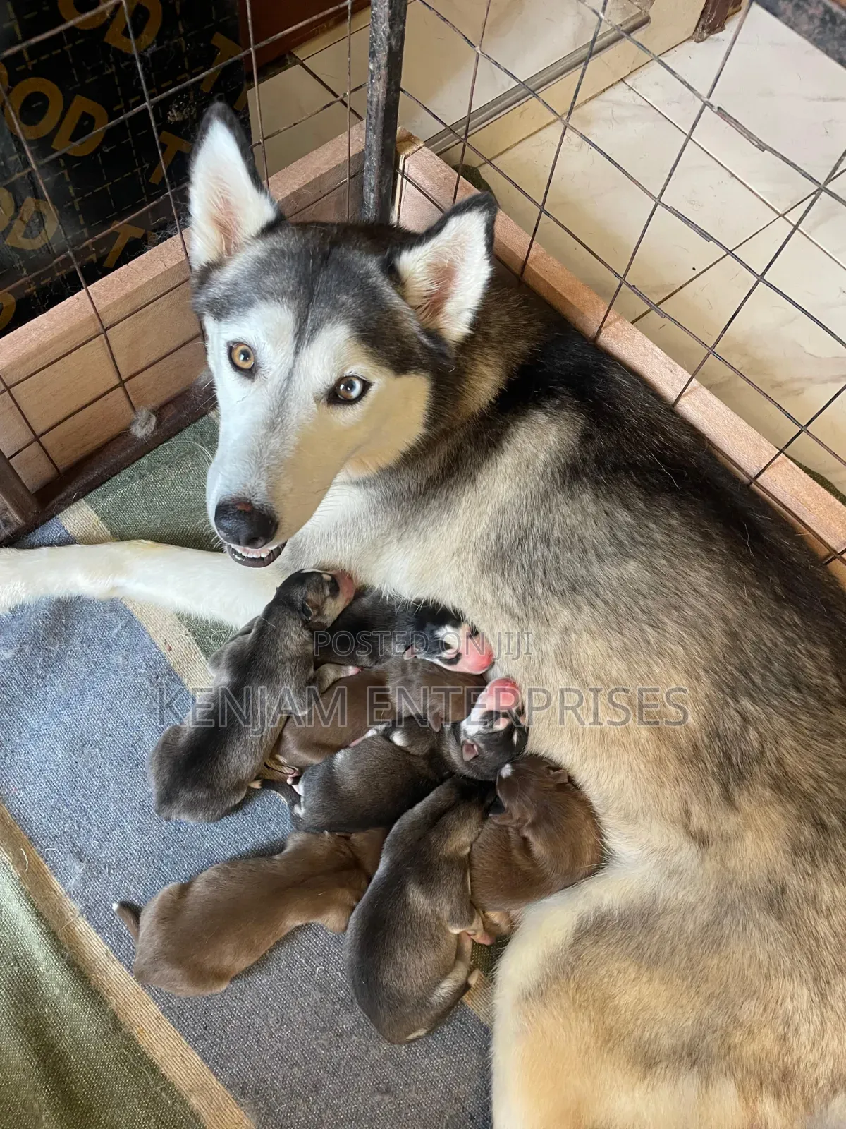 1-3 months Male Purebred Siberian Husky